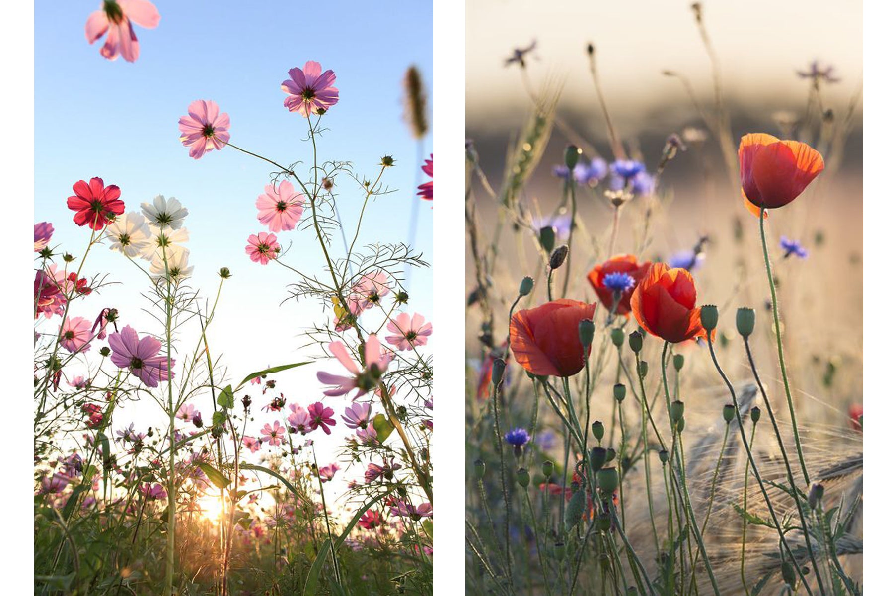 HOW TO CREATE A WILD FLOWER GARDEN (FROM YOUR CHRISTMAS CRACKER GIFT)